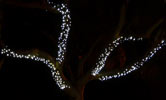 The street tree has been decorated again, this time with 480 led lights attached to removable mesh